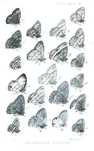 Description de l'image Euptychia2ButlerPZSL1867.jpg.