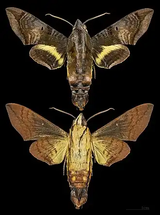 Eupyrrhoglossum