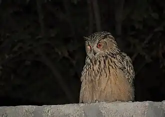 Hibou grand-duc.