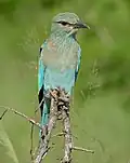 Coracias garrulus semenowi (parc national Kruger, Afrique du sud)