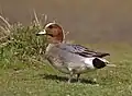 Canard siffleur