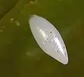 œuf