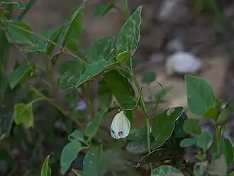 Description de l'image Eurema messalina CF9A2588 (Pyrisitia messalina).jpg.
