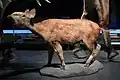 Eurohippus&nbsp;(en)