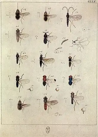 Description de l'image EuropäischenZweiflügeligen1790TafCCLV.jpg.