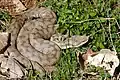 femelle de V. aspis aspis (Gard, France)