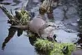 Loutre.