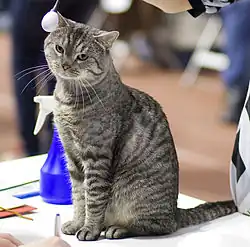 Black silver mackerel tabby.