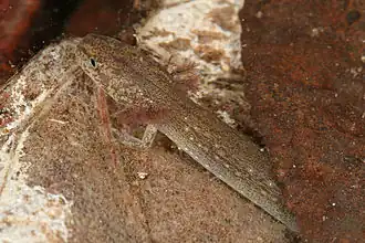 Description de l'image Eurycea tonkawae IMG 3631.jpg.