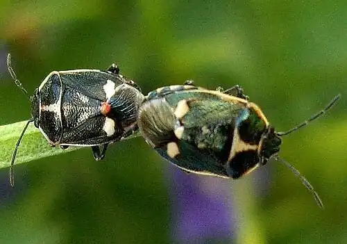 Eurydema oleracea