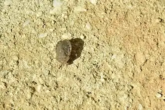 Eurygaster hottentotta.