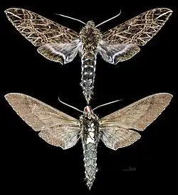 Euryglottis dognini.