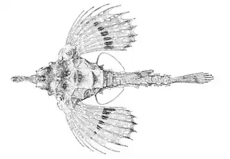 Eurypegasus papilio