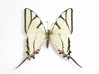 Description de l'image Eurytides bellerophon (Dahlman, 1823).JPG.