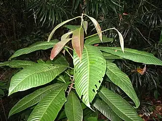 Eusideroxylon zwageri  ,