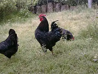 Coq beltza.
