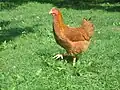 Poule lepogorri