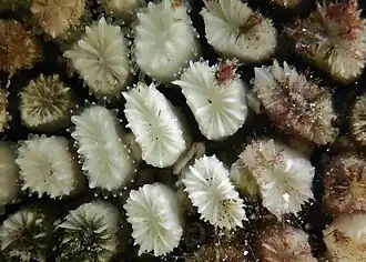 Eusmilia fastigiata