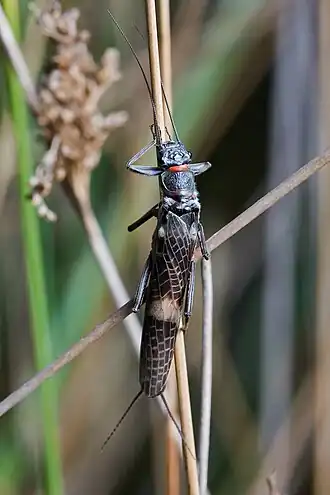 Eusthenia sp. (Plecoptera).