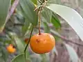 Fruit