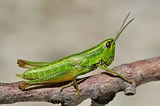 sauterelle de Lure