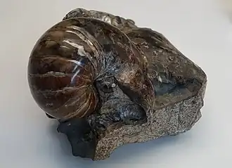 Photo d'une coquille d'un nautile fossile et d'un morceau de roche brillante.