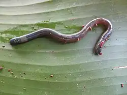 Eutrigaster azul, un oligochète crassiclitellé