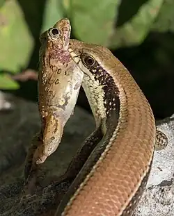 Eutropis macularia mangeant une grenouille au Laos.