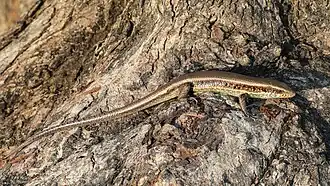 Eutropis macularia sur un tronc d'arbre, au Laos.
