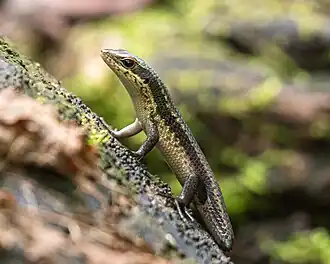 Description de l'image Eutropis andamanensis.jpg.