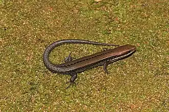 Description de l'image Eutropis clivicola.jpg.