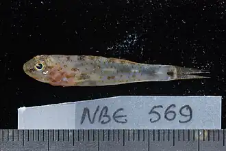 Eviota indica