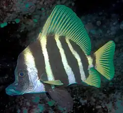 Evistias acutirostris