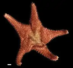 Evoplosoma claguei.