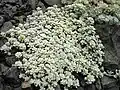 Ewartia planchonii