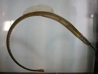 Syngnathus fuscus