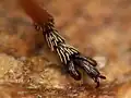 Exapion fuscirostre, détail de la patte.
