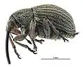 Exapion ulicis, vue latérale.