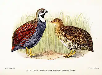Description de l'image ExcalfactoriaAdansoniDavies.jpg.