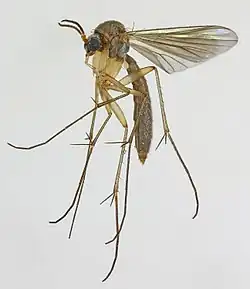 Exechia fusca.