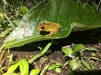 Description de l'image Executioner Clownfrog imported from iNaturalist photo 58433450 on 27 January 2022.jpg.