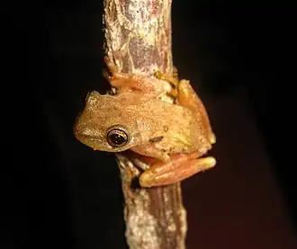 Description de l'image Exerodonta smaragdina.jpg.