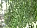 Branches