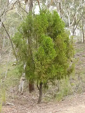 Description de l'image Exocarpos cupressiformis tree 1.jpg.