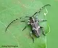 Exocentrus (pseudocentrus) guttulatus