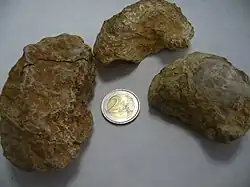 Exogyra flabellata