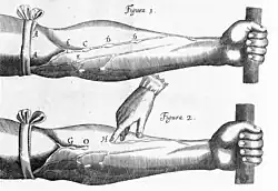 Dessin d'une expérience l'existence de valves veineuses.