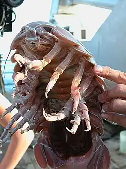 Bathynomus giganteus