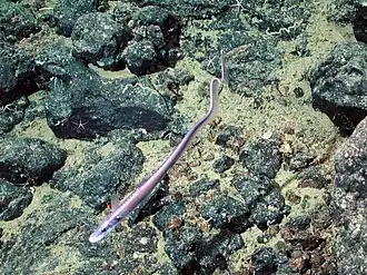 Aldrovandia sp. (Halosauridae)