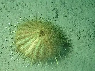 Oursin doré (Tromikosoma sp.), à 3 000 m de profondeur en Californie.